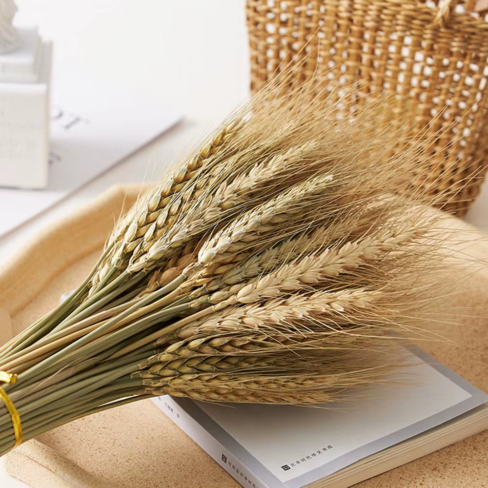 60 Stems Dried Flowers Pampas Grass Natural Plants Floral Rabbit Grass Natural Dried Flowers Bouquet for Home Wedding Decoration